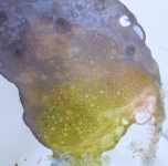 Tapyba muilo burbulais